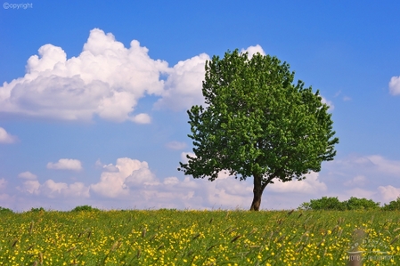 Lightbox Natur und Landschaften