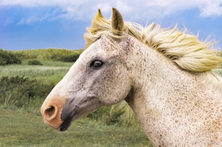 Lightbox Pferde und Ponys