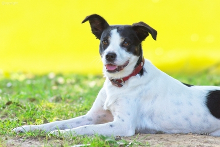 Lightbox Hunde