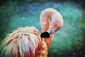Flamingo Portrait.jpg