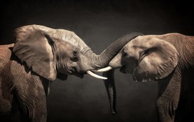 Two Elephants.jpg